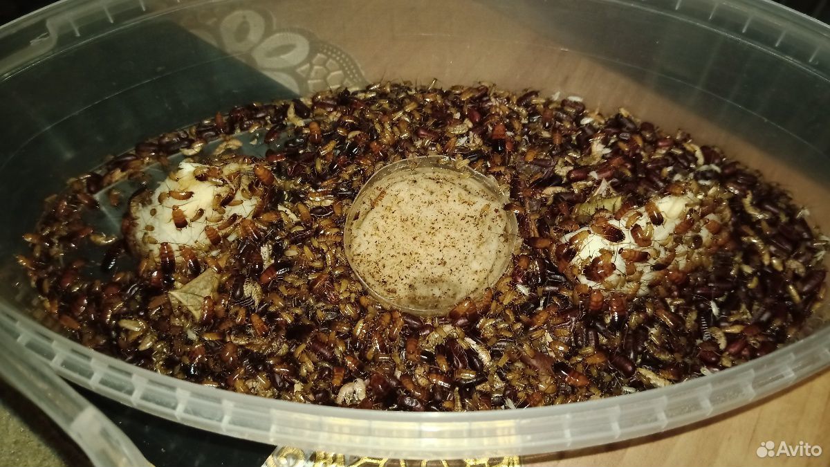 Туркменский таракан (Подростки/Взрослые) купить на Зозу.ру - фотография № 2