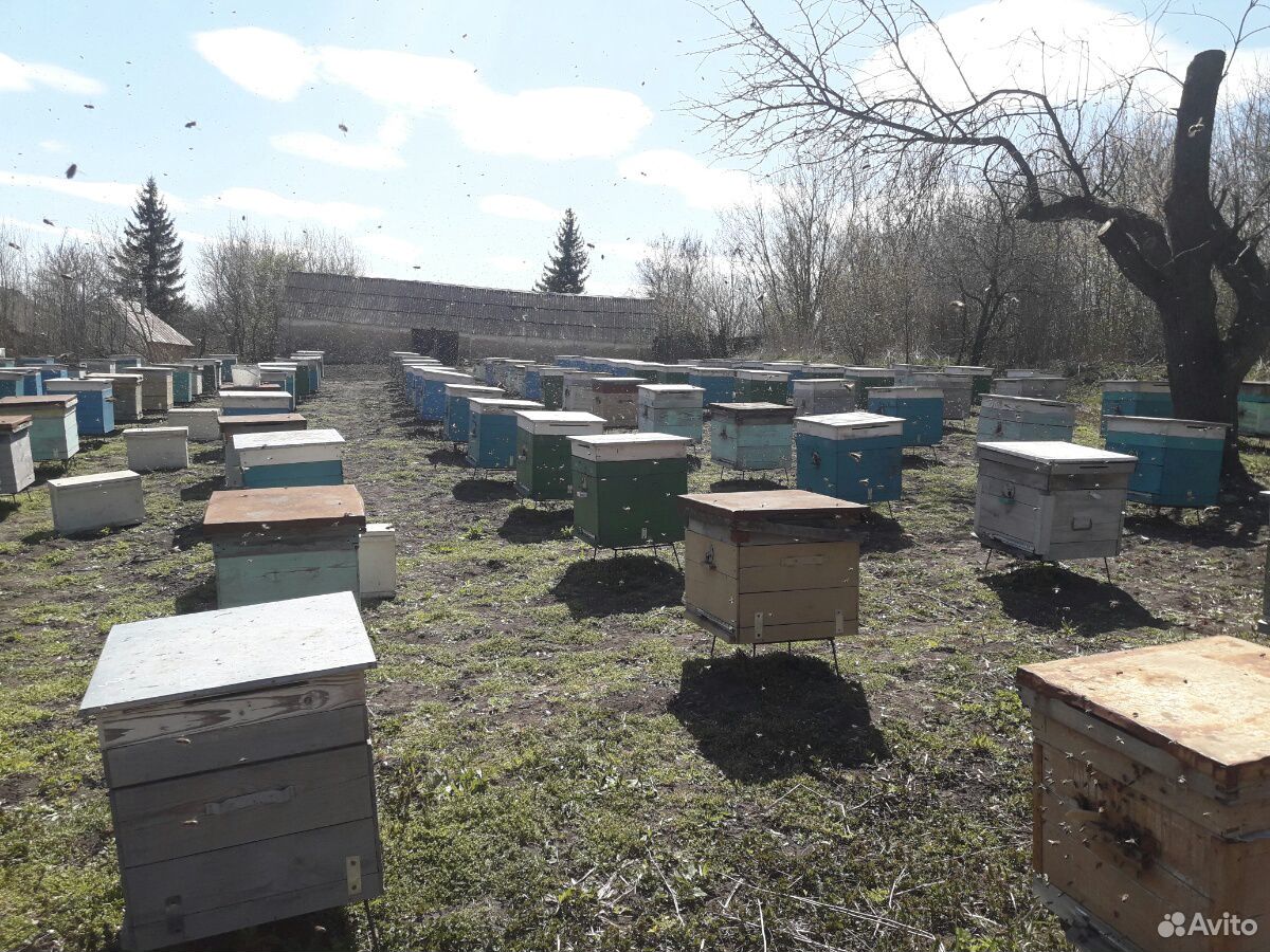 Пчелы Пчелопакеты купить на Зозу.ру - фотография № 1