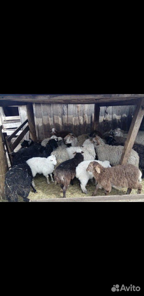 Продаются Овцы, ягнята купить на Зозу.ру - фотография № 1
