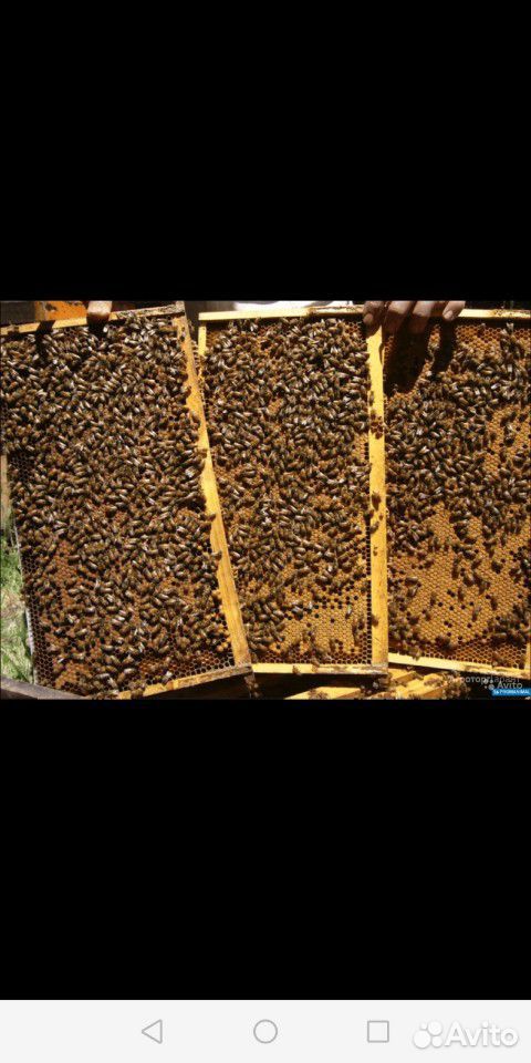 Пчелосемьи, Карпатка купить на Зозу.ру - фотография № 1