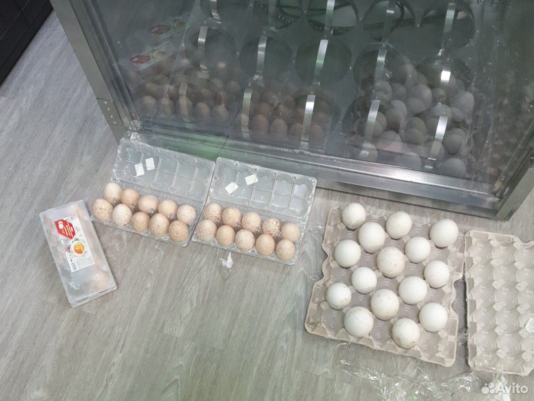 Продам яица на инкубацию купить на Зозу.ру - фотография № 2