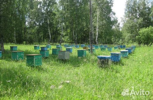 Зимовальные пчелы купить на Зозу.ру - фотография № 1