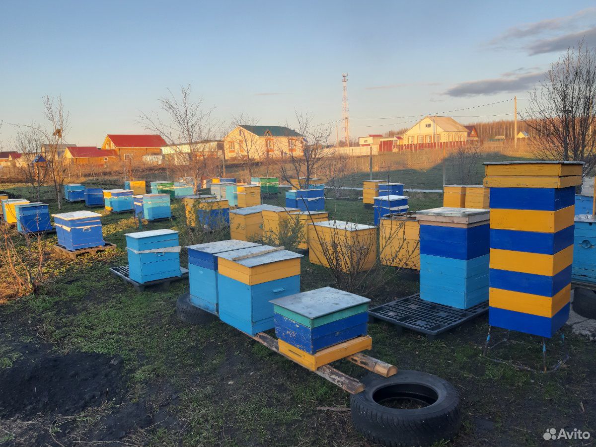 Пчелы, пчелопакеты, среднерусские купить на Зозу.ру - фотография № 2