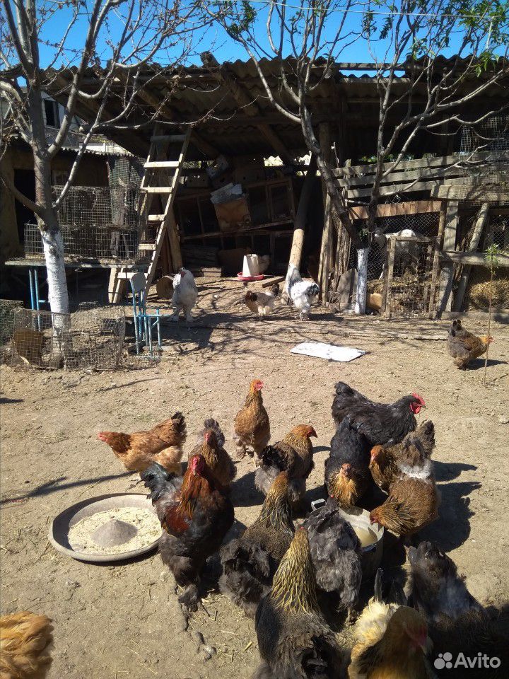 Куры с цыплятами купить на Зозу.ру - фотография № 4