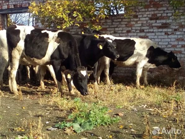 Коровы бычки телята купить на Зозу.ру - фотография № 2