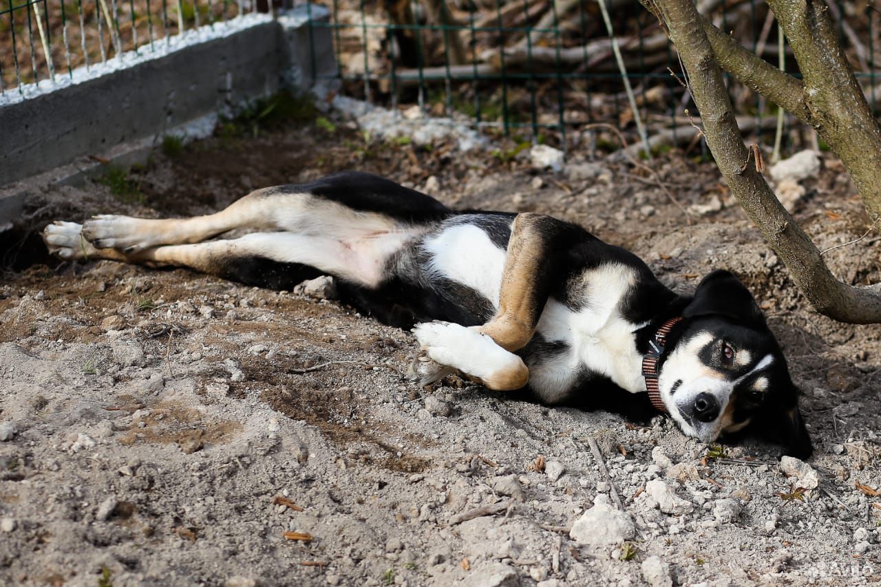 Статная, роскошная и великолепная собака ищет дом купить на Зозу.ру - фотография № 8