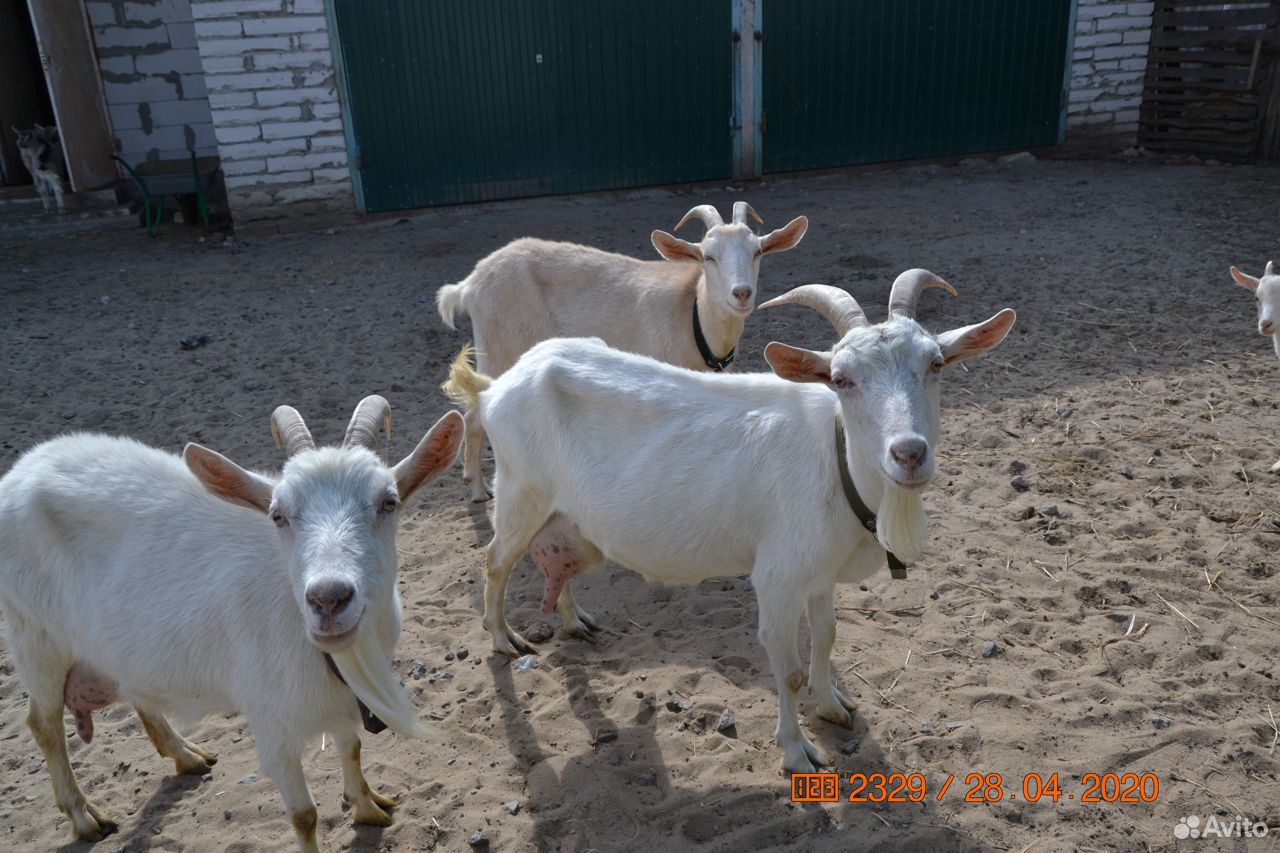 Продам коз и козлят купить на Зозу.ру - фотография № 1