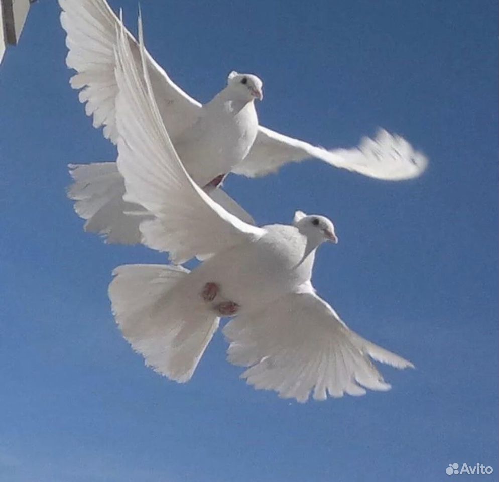 Golubi. Белый голубь. Белая птица. Свадебные голуби. Красивый белый голубь.