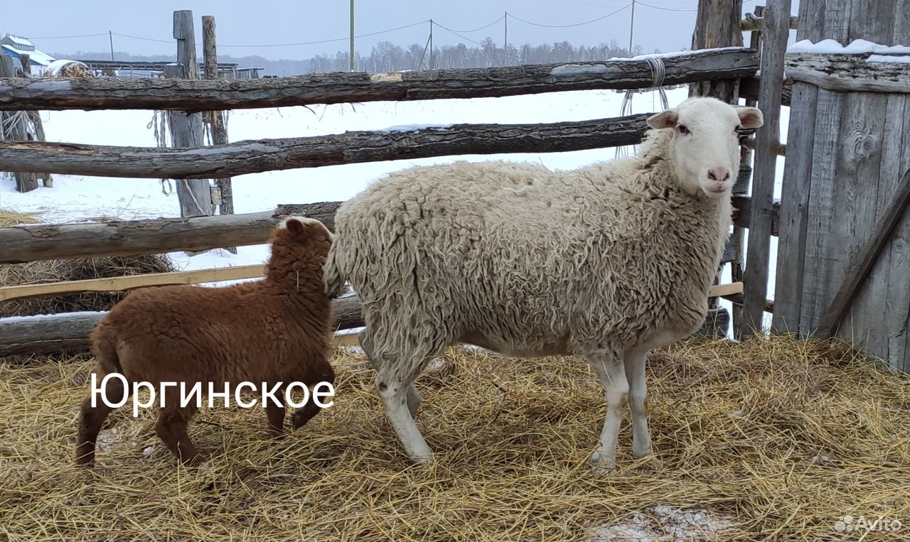 Катумские овцы купить на Зозу.ру - фотография № 3
