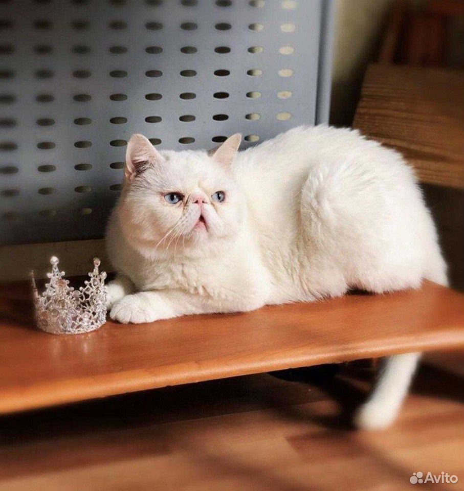 Белый котик купить на Зозу.ру - фотография № 3