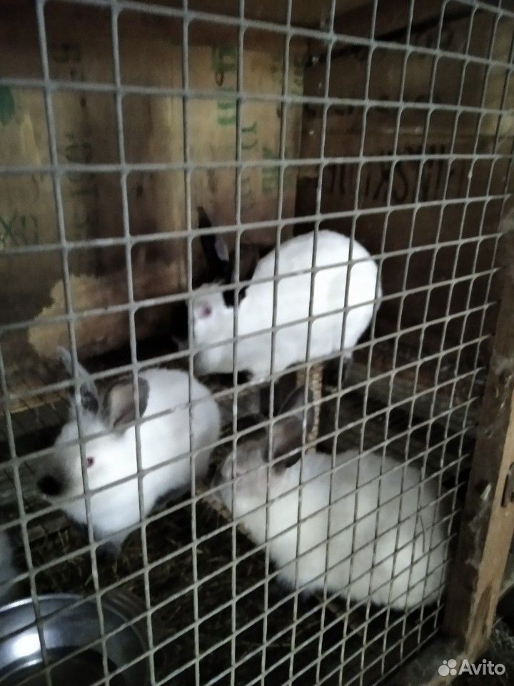 Калифорнийские кролики купить на Зозу.ру - фотография № 2