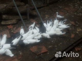 Бакинские голуби (разные) купить на Зозу.ру - фотография № 5