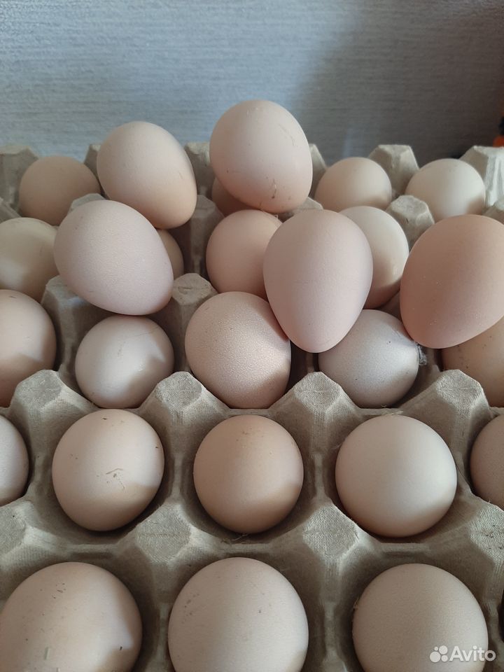 Цесарки яйца купить на Зозу.ру - фотография № 1