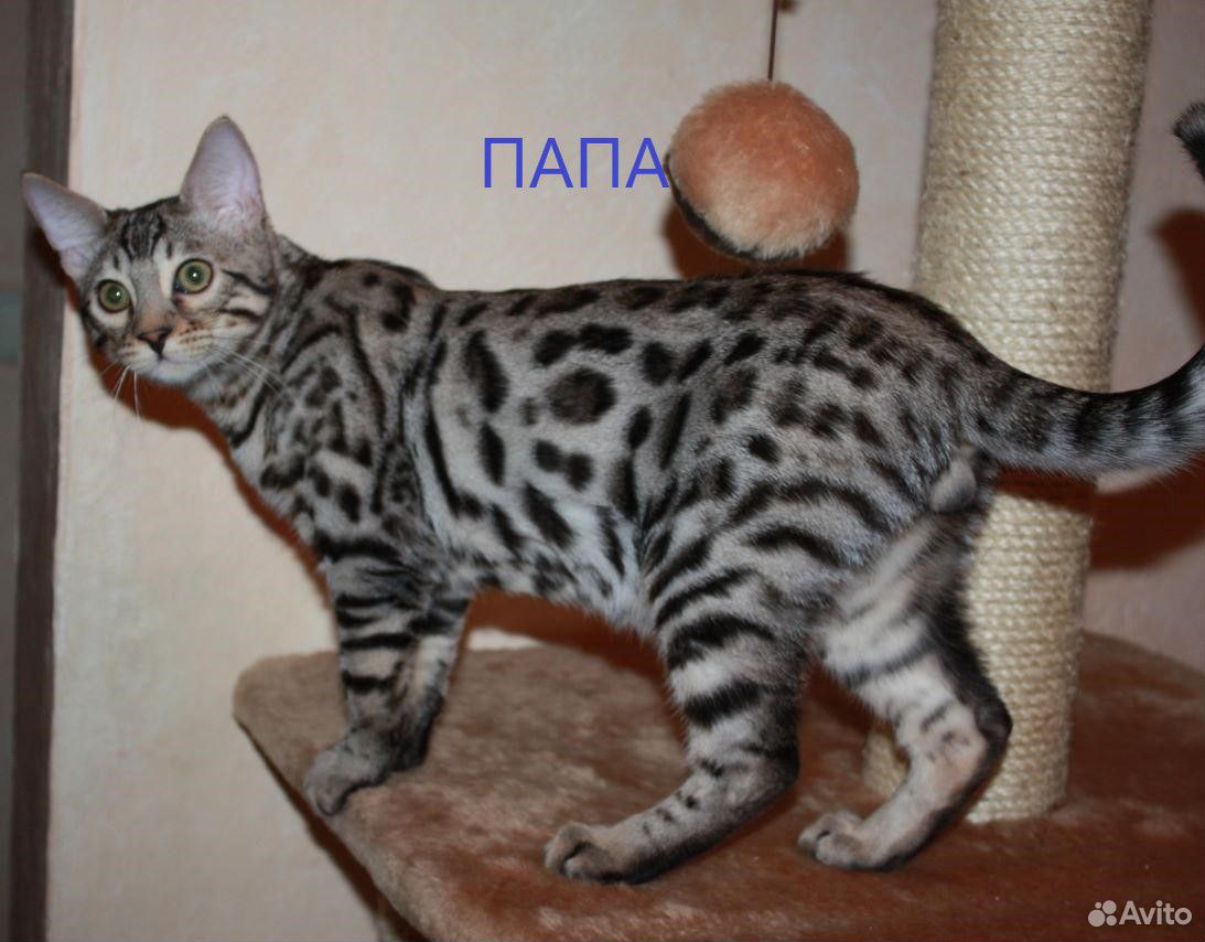 Отдам котенка купить на Зозу.ру - фотография № 3