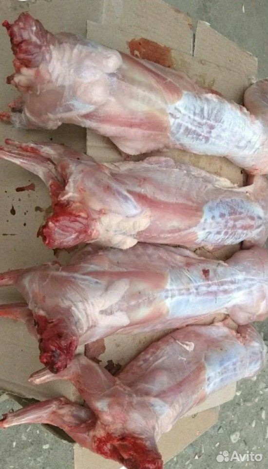 Кролики мясных пород купить на Зозу.ру - фотография № 9
