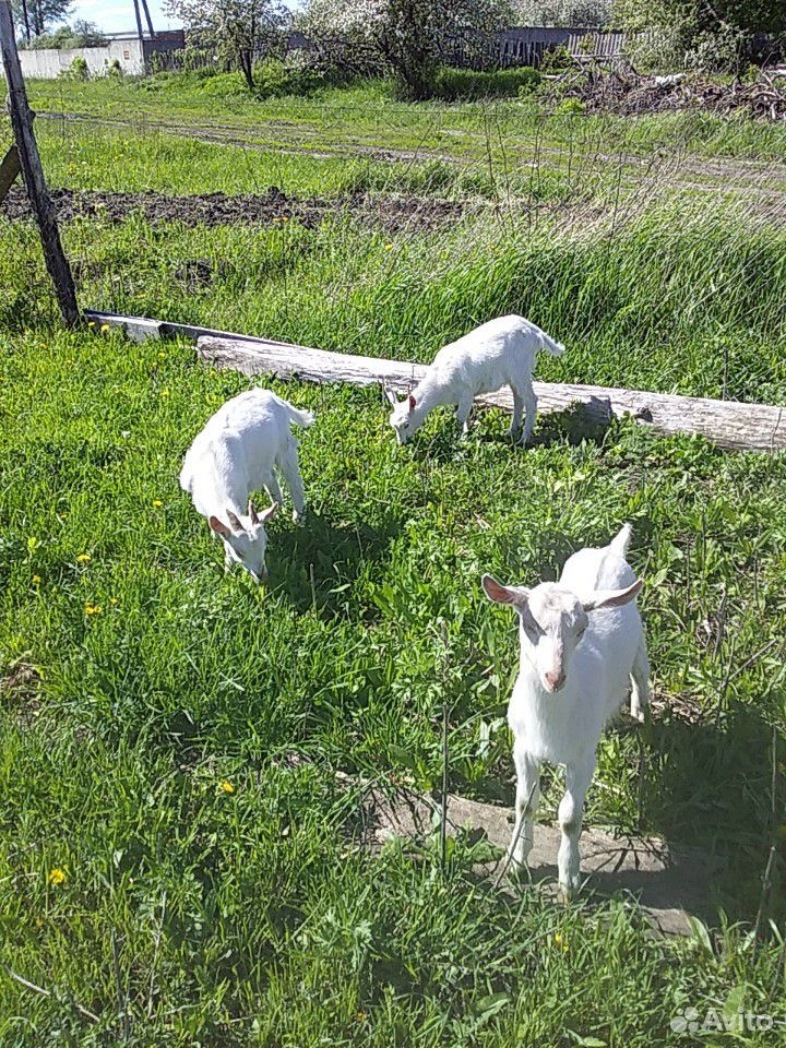 Продам зааненского или обменяю на двух простых коз купить на Зозу.ру - фотография № 1