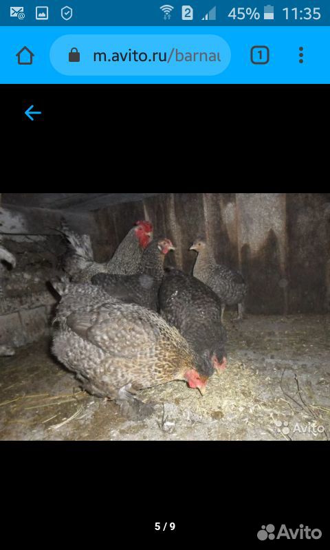 Продам цыплят от домашних кур несушек купить на Зозу.ру - фотография № 4