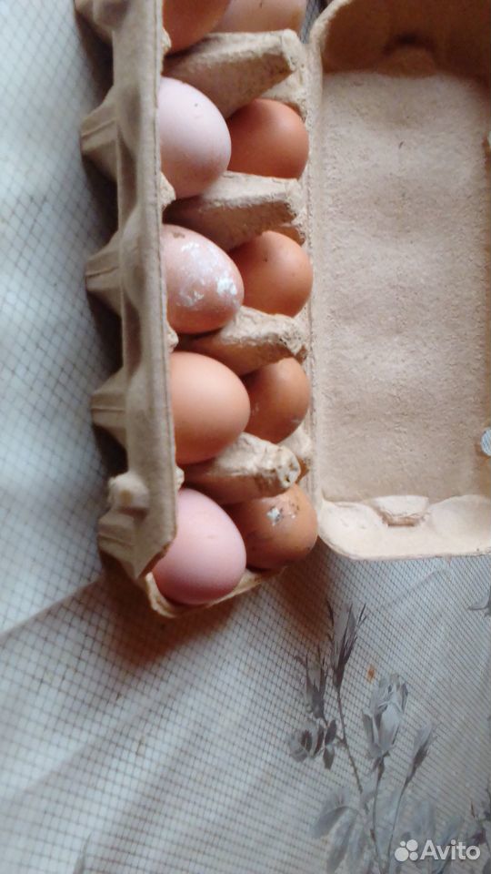 Домашнее мясо птицы и куриное яйцо купить на Зозу.ру - фотография № 2