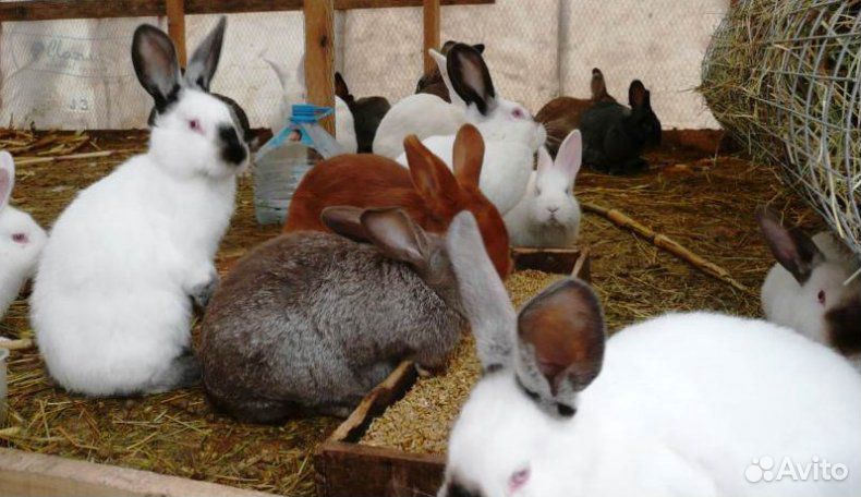 Кролики разного возраста купить на Зозу.ру - фотография № 1