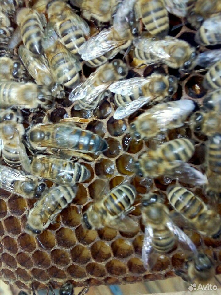 Плодные пчеломатки 2020. Кавказянка купить на Зозу.ру - фотография № 5