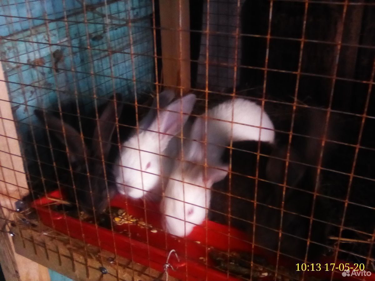 Кролики купить на Зозу.ру - фотография № 1