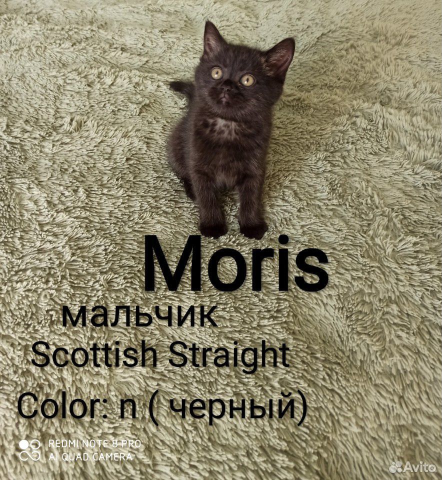 Шотландские котята купить на Зозу.ру - фотография № 9