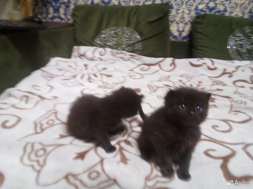 Кошечка с котятами купить на Зозу.ру - фотография № 3