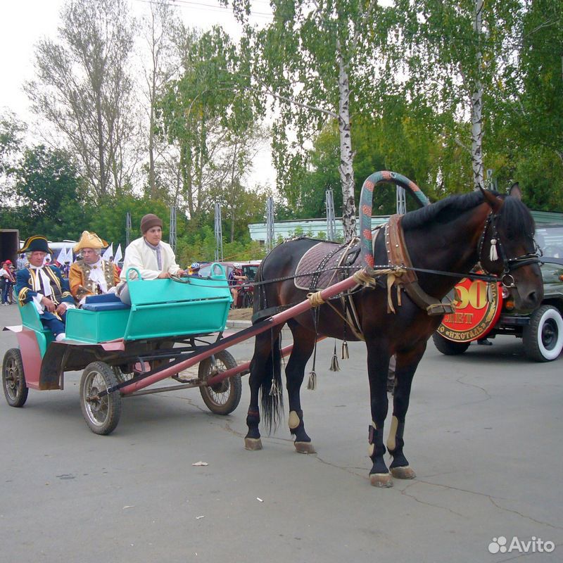 Племенная лошадь купить на Зозу.ру - фотография № 9