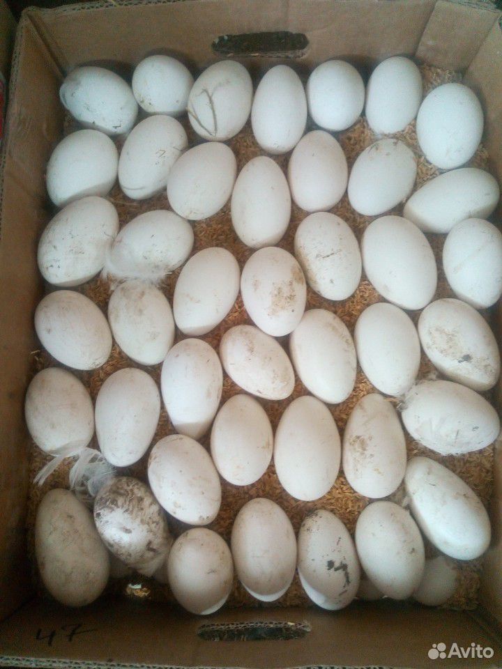 Гусиное инкубационное яйцо купить на Зозу.ру - фотография № 3