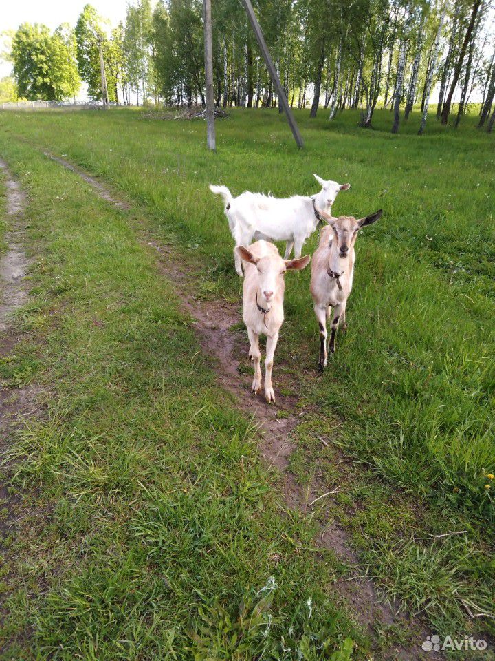 Заано-нубийские козы купить на Зозу.ру - фотография № 1