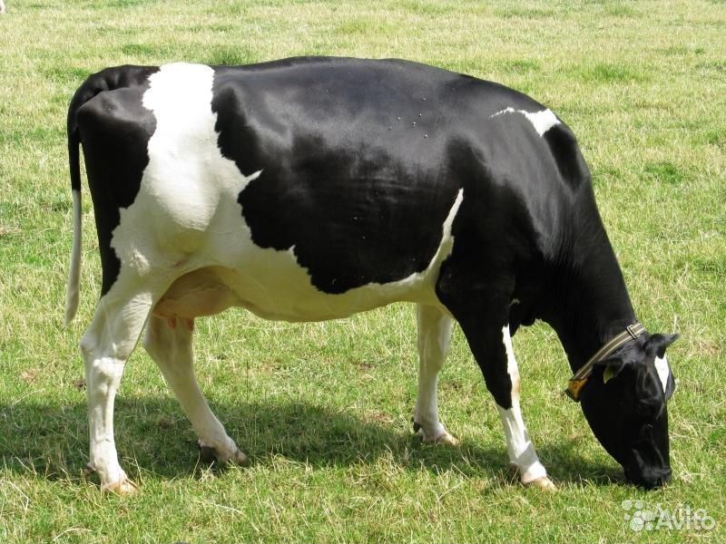Молоко сырое коровье, фермерское купить на Зозу.ру - фотография № 1