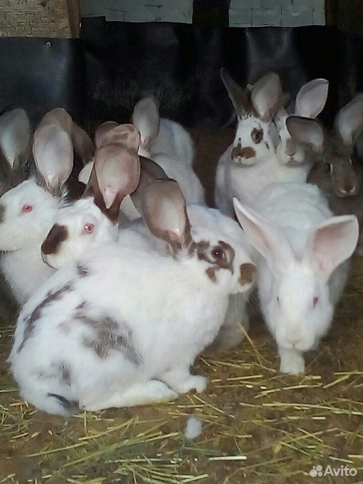 Кролики пять месяцев самки на племя купить на Зозу.ру - фотография № 2
