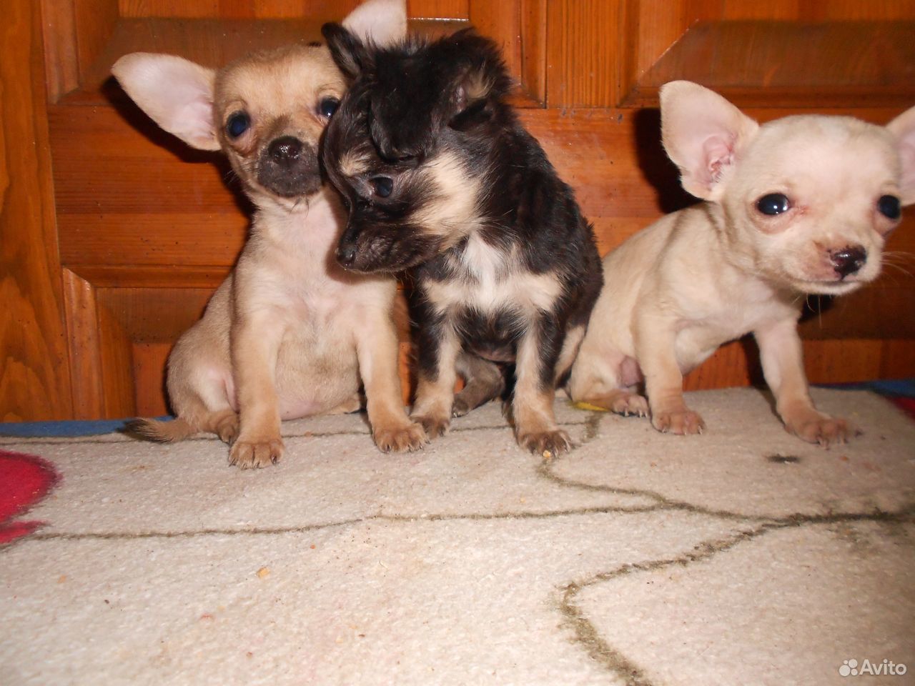 Маленькие собачки купить на Зозу.ру - фотография № 9