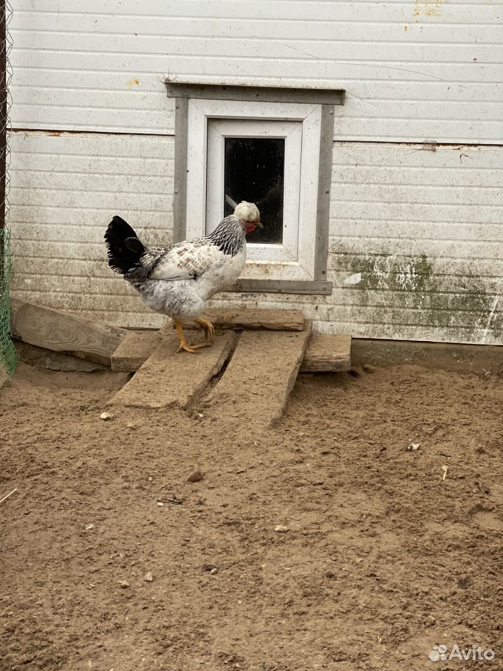 Цыплята,инкубационные яйца купить на Зозу.ру - фотография № 4