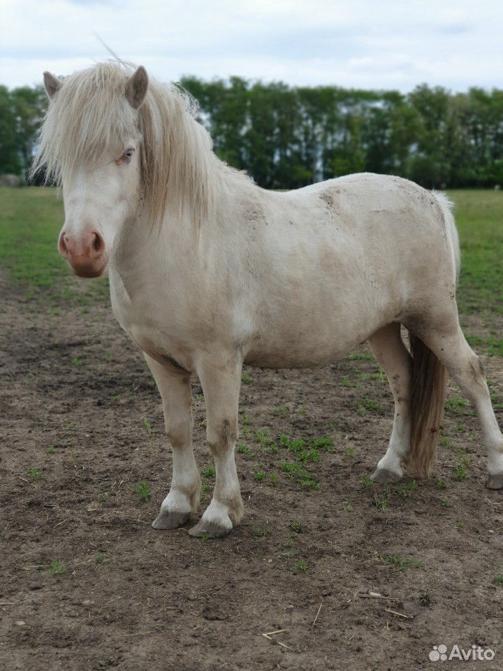 Лошадь. Шотландский пони. жеребец купить на Зозу.ру - фотография № 5