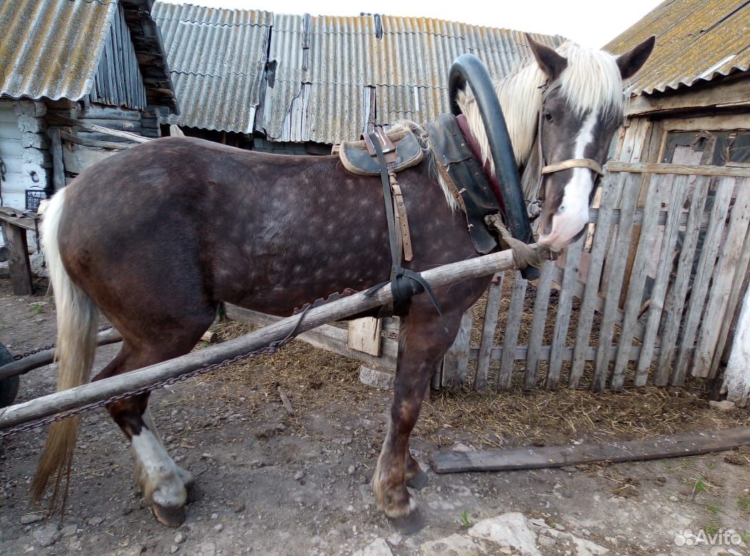 Лошадь обученная купить на Зозу.ру - фотография № 8