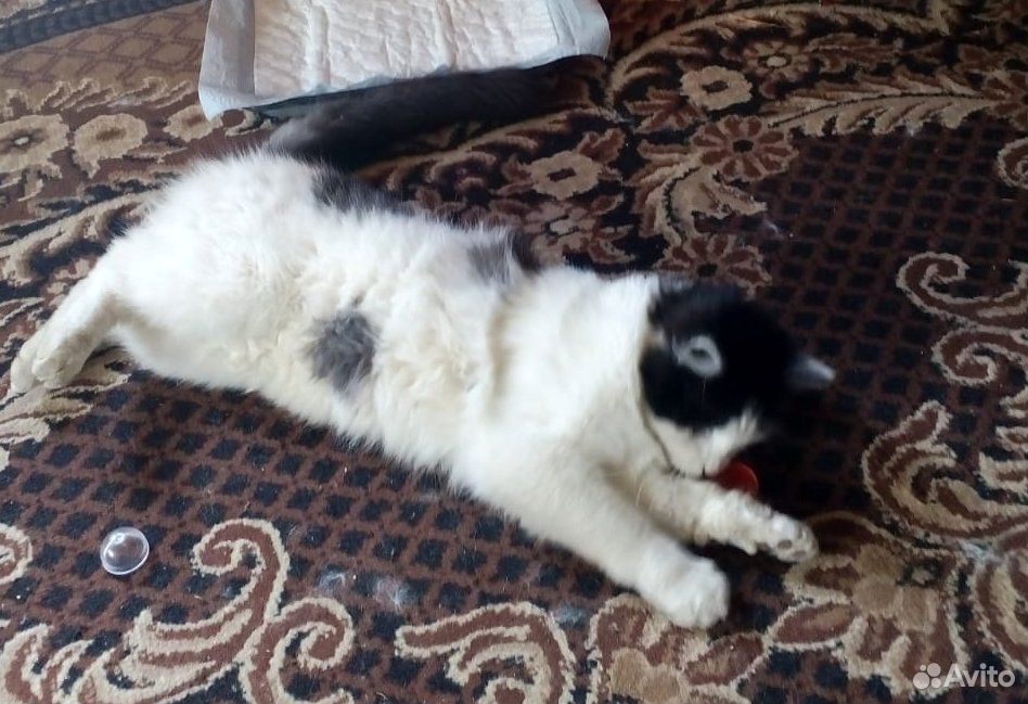 Пуаро,8 месяцев,оооочень ласковый котик купить на Зозу.ру - фотография № 2