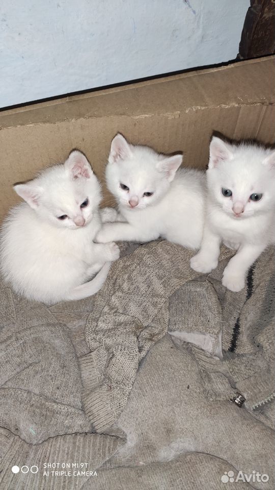 Беленькие котята купить на Зозу.ру - фотография № 1