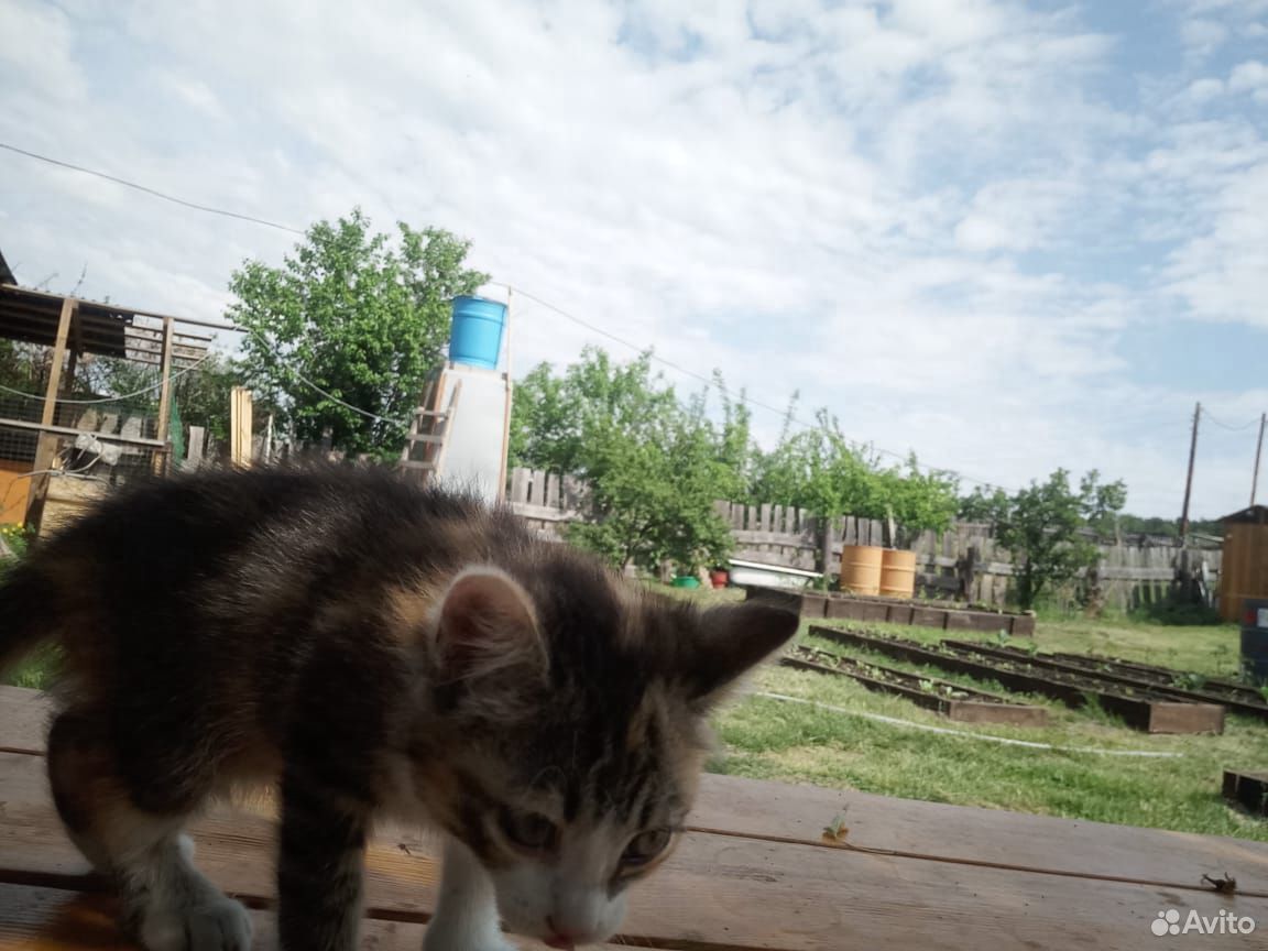 Трехцветная кошка купить на Зозу.ру - фотография № 3