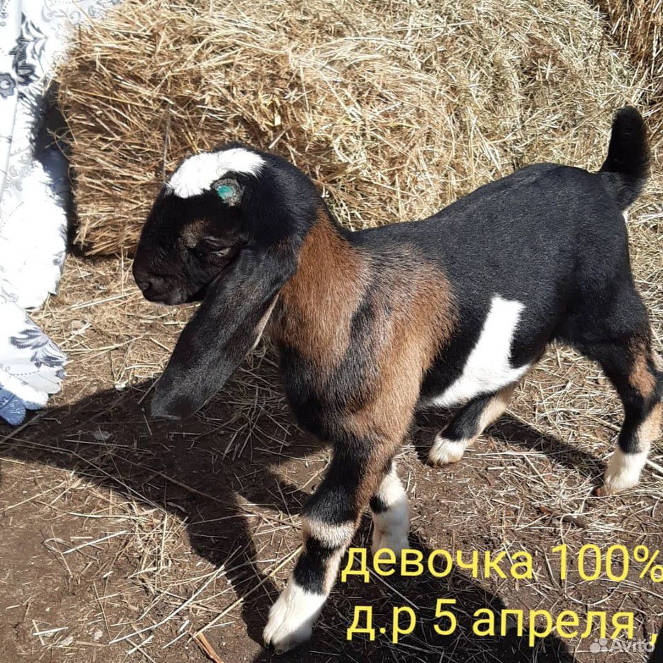 Коза нубийская купить на Зозу.ру - фотография № 6