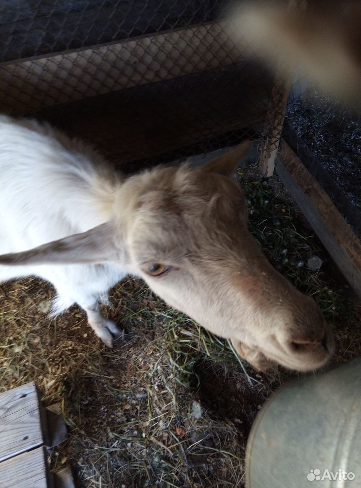 Продам козу молочную с козочкой купить на Зозу.ру - фотография № 3