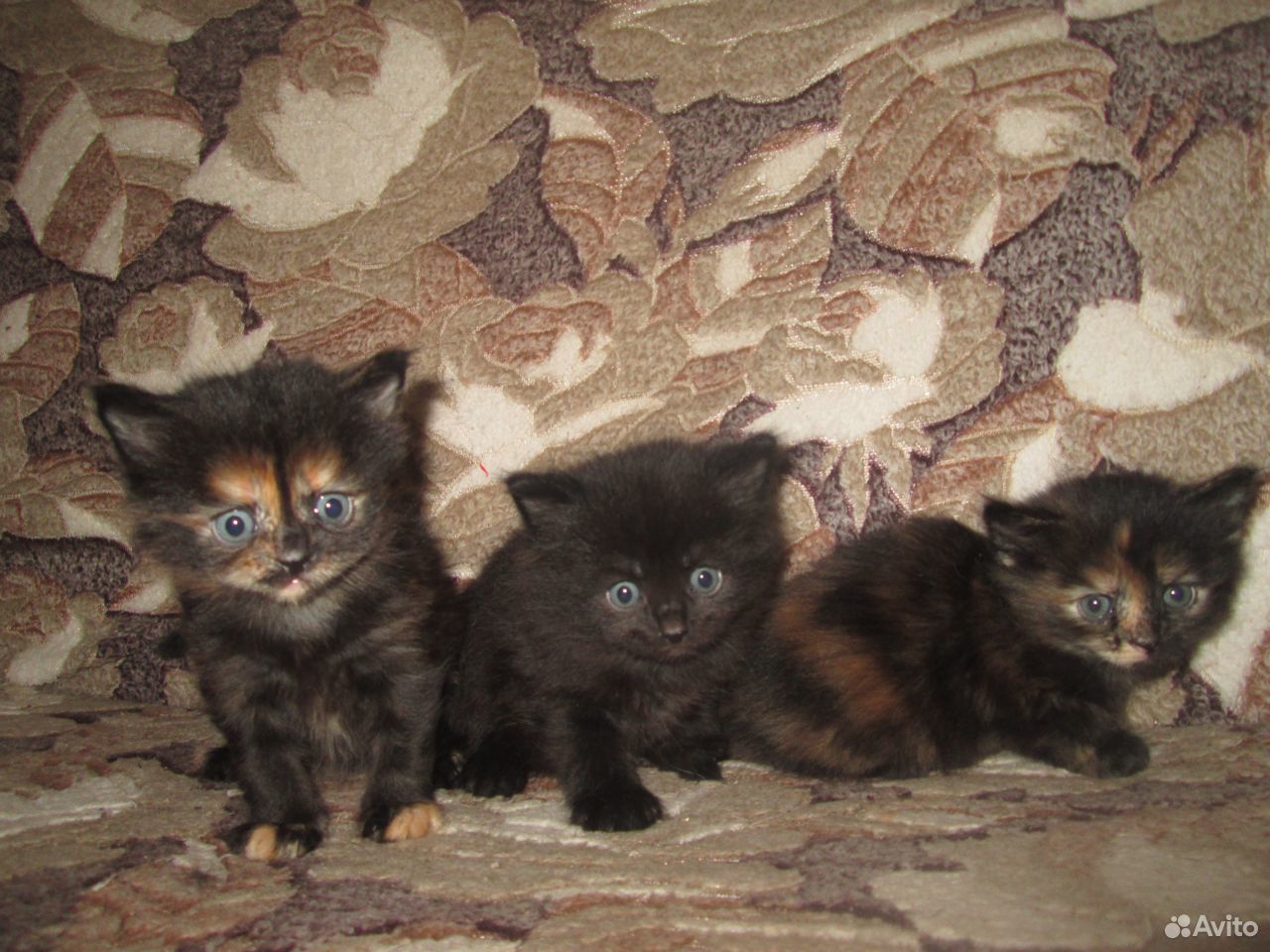 Авито ру Тимашевск фото котят черных трехцветных. Мама кошка салават