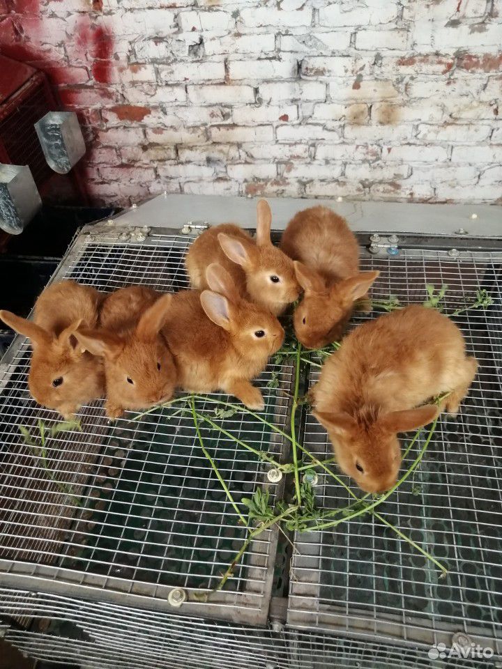 Кролики, крольчата купить на Зозу.ру - фотография № 1
