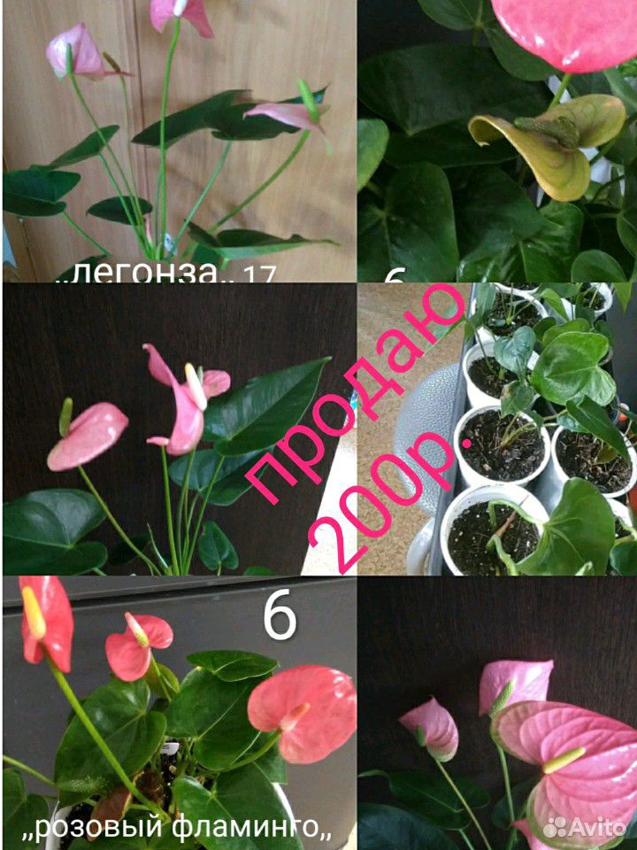 Цветы (возможно почтой) купить на Зозу.ру - фотография № 4