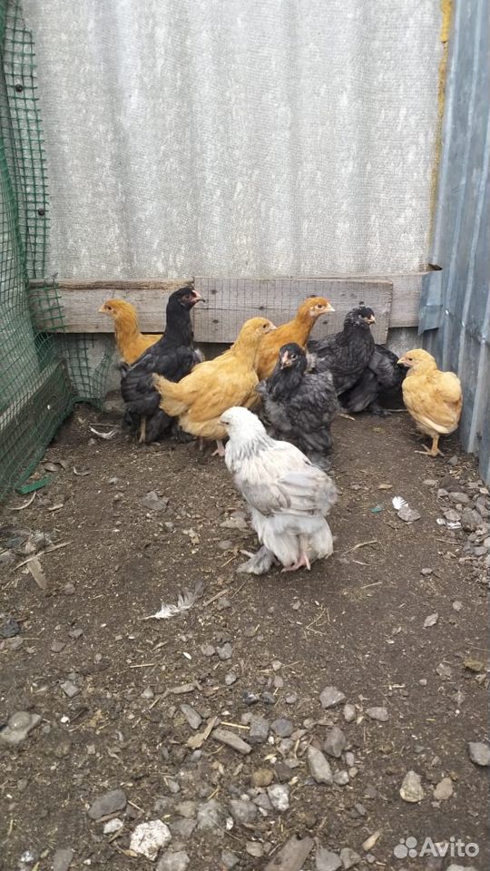Продаются цыплята купить на Зозу.ру - фотография № 1