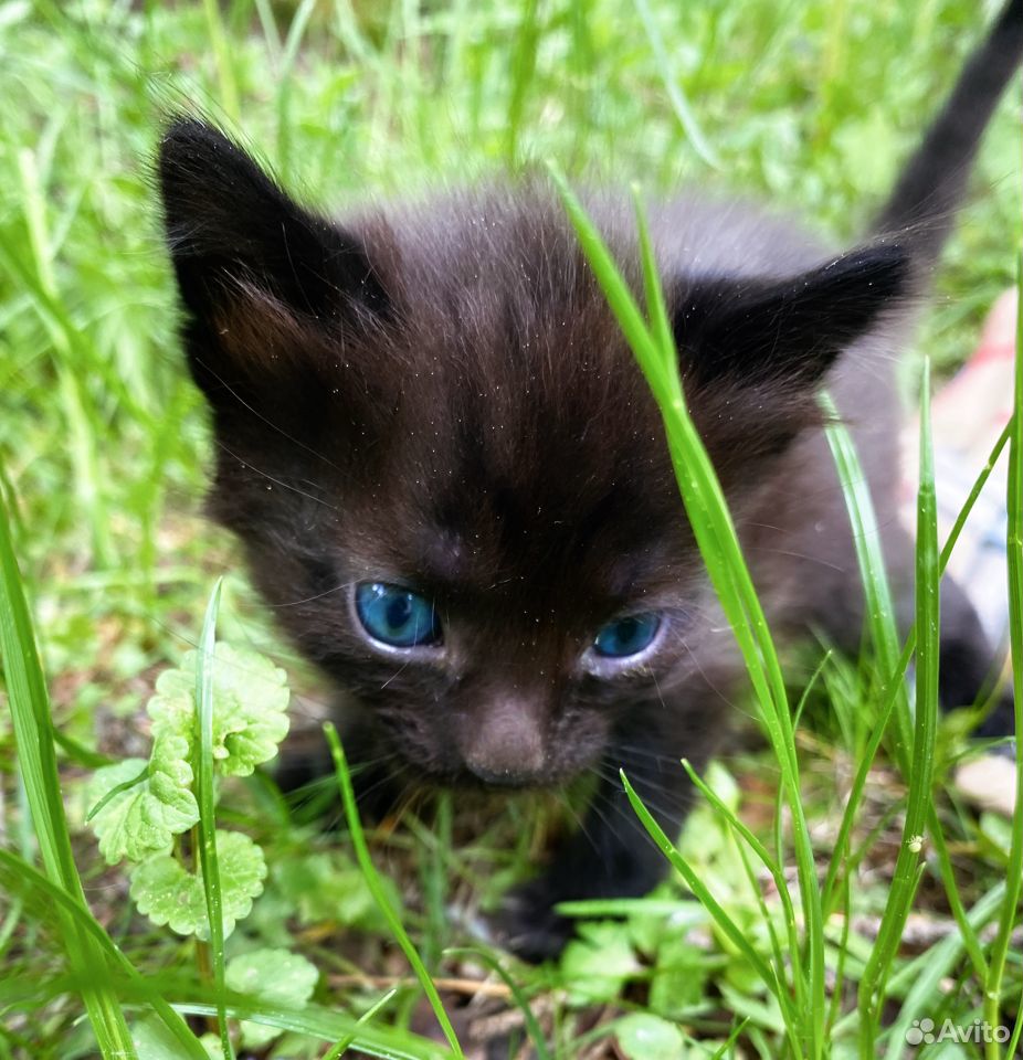 Отдам чёрного котёнка купить на Зозу.ру - фотография № 3