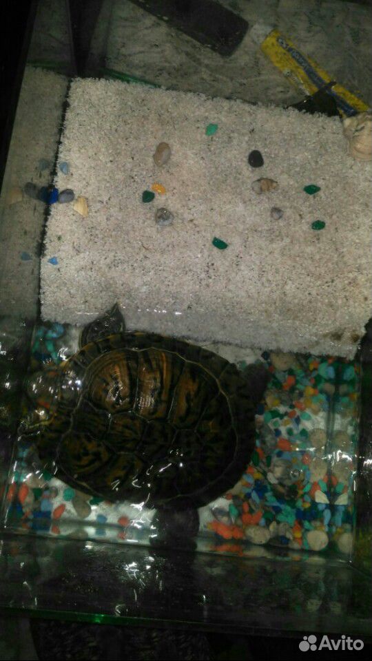 Продается красноухая черепаха с аквариумом купить на Зозу.ру - фотография № 1