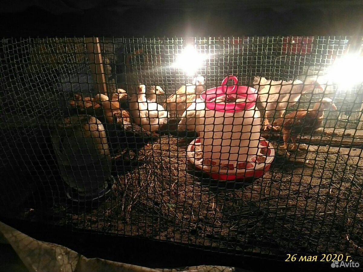 Цыплята 1 месяц купить на Зозу.ру - фотография № 1