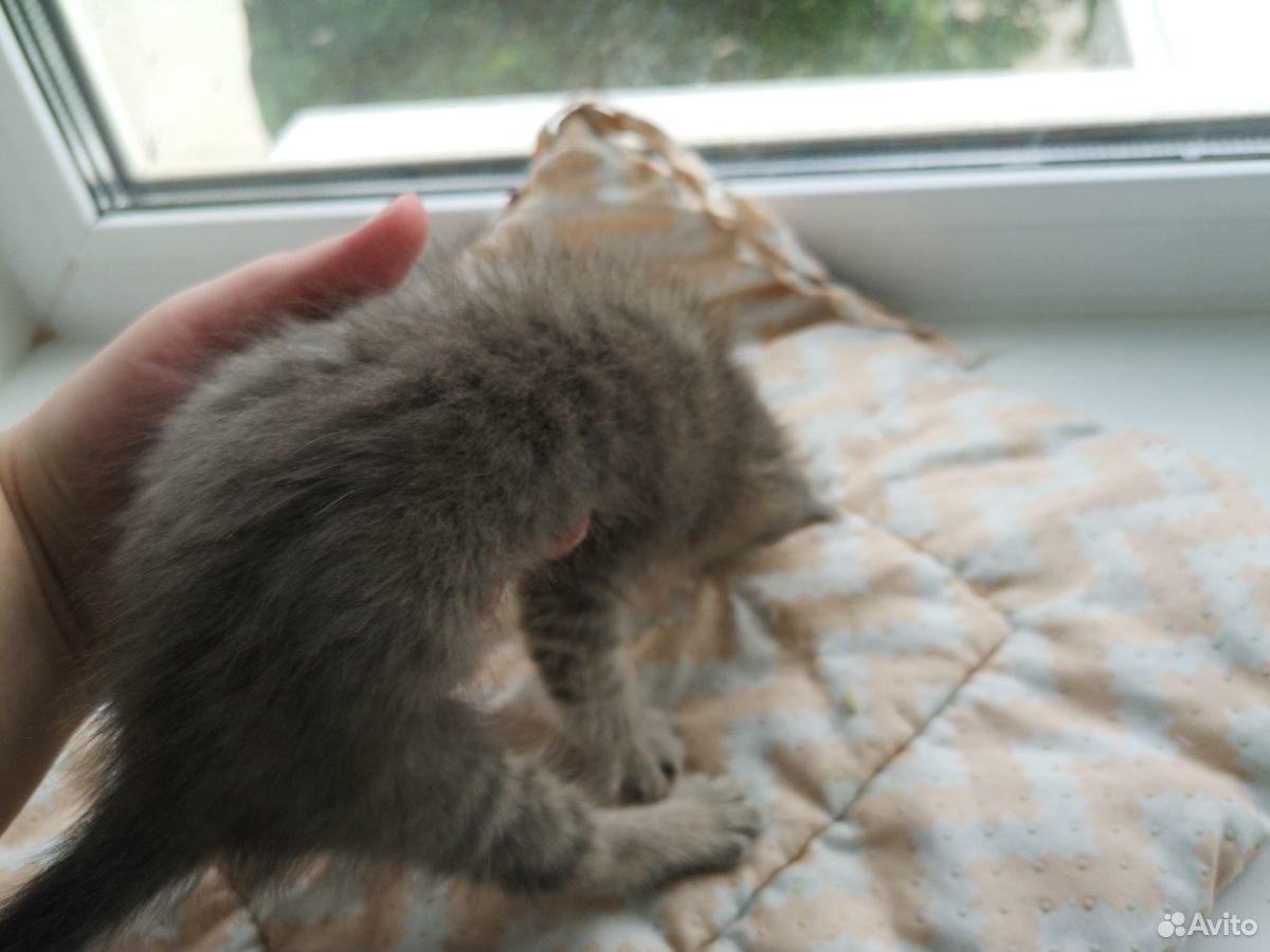 Котёнок купить на Зозу.ру - фотография № 3