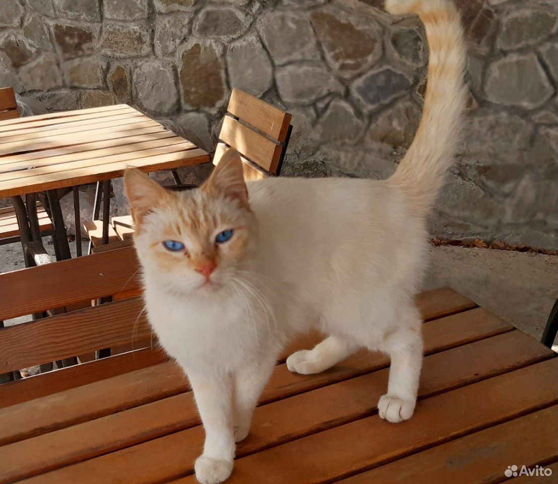 Тайский котик купить на Зозу.ру - фотография № 1